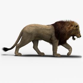 3D model Lion 3 (Fur) Rigged